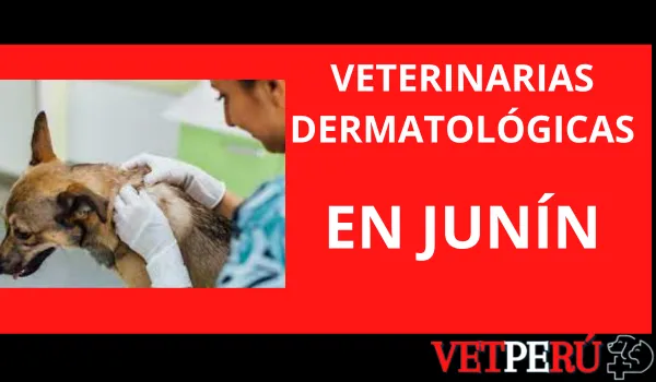 Veterinarias Dermatológicas en Junín