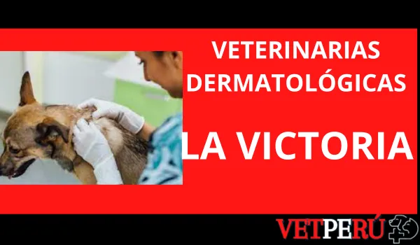 Veterinarias Dermatológicas en La Victoria