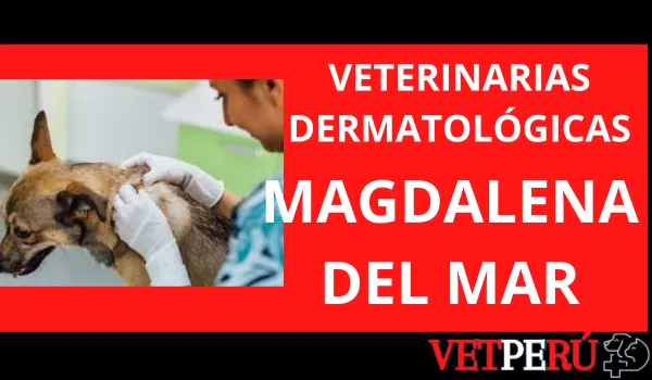 Veterinarias Dermatológicas en Magdalena del Mar