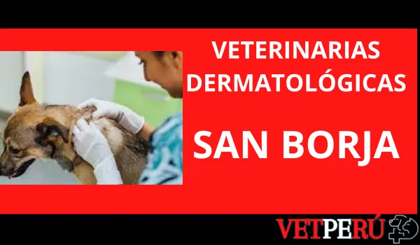 Veterinarias Dermatológicas en San Borja