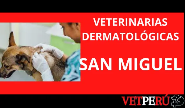 Veterinarias Dermatológicas en San Miguel