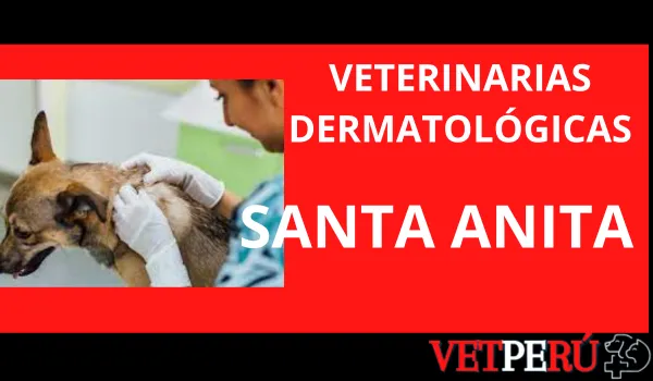 Veterinarias Dermatológicas en Santa Anita