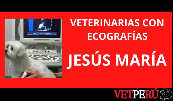 Veterinarias con Ecografías en Jesús María
