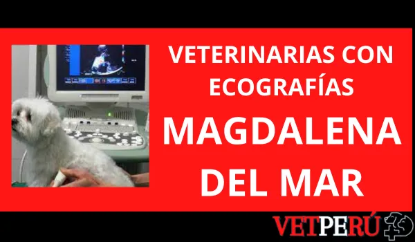 Veterinarias con Ecografías en Magdalena del Mar