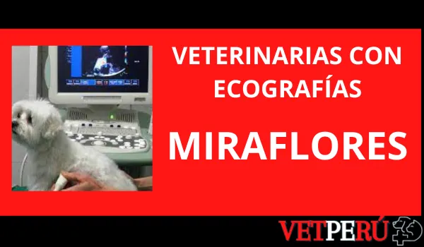 Veterinarias con Ecografías en Miraflores