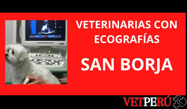 Veterinarias con Ecografías en San Borja