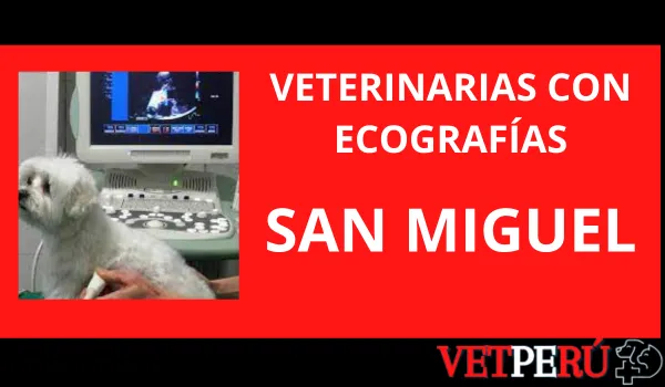 Veterinarias con Ecografías en San Miguel