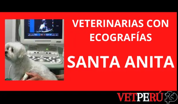 Veterinarias con Ecografías en Santa Anita