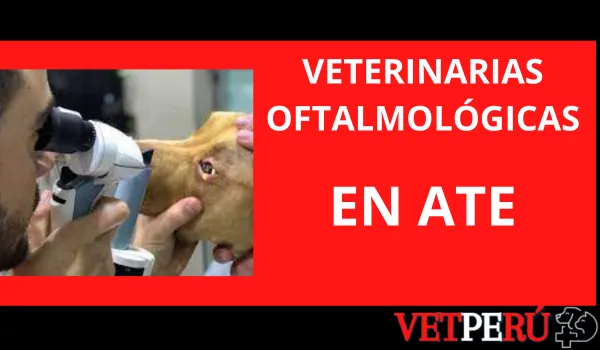 Veterinarias Oftalmológicas en Ate