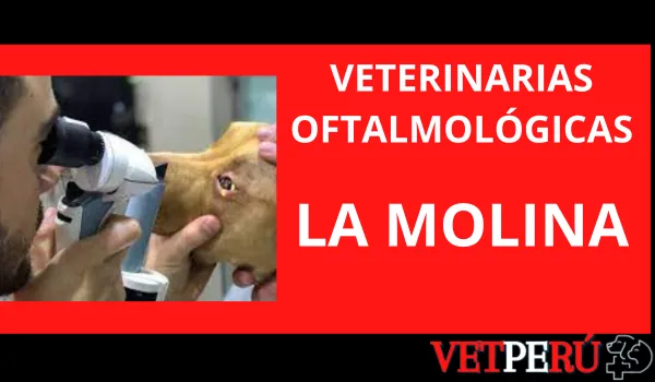 Veterinarias Oftalmológicas en La Molina