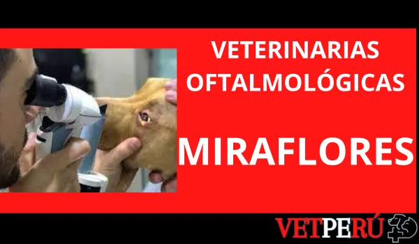 Veterinarias Oftalmológicas en Miraflores