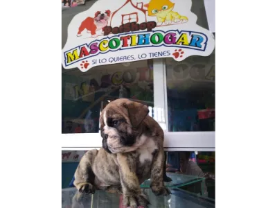 Pet Shop Mascotihogar Cajamarca